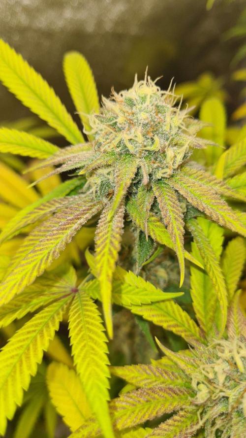 VzH / Cookies Companion # 7. Week 8