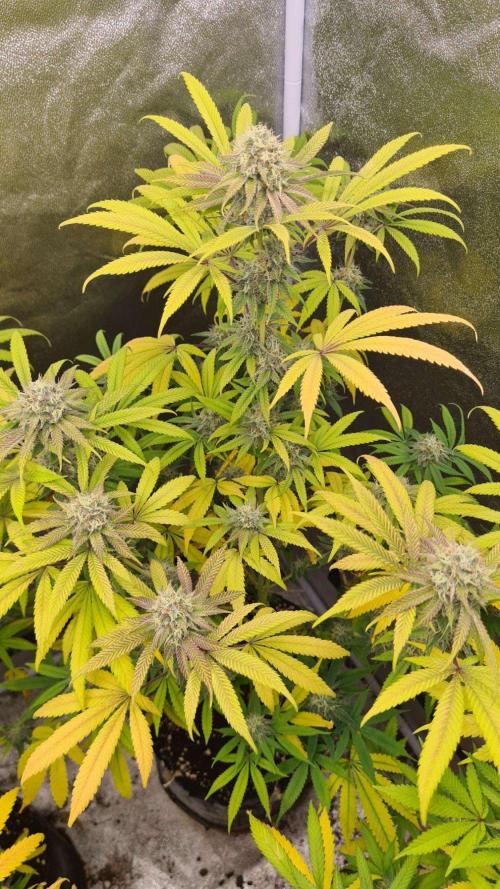 VzH / Cookies Companion # 7. Week 8