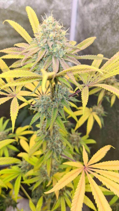 VzH / Cookies Companion # 7. Week 9