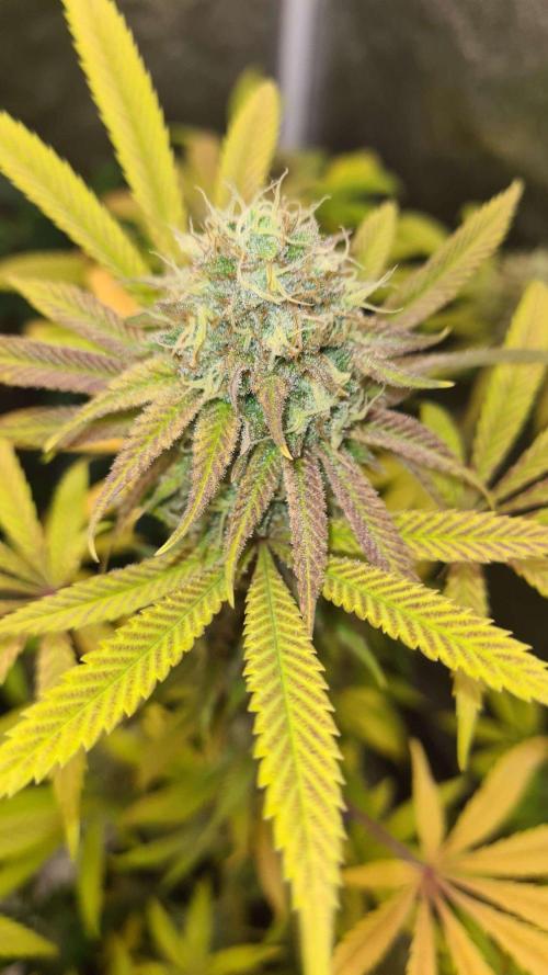 VzH / Cookies Companion # 7. Week 9