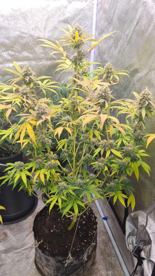 VzH / Cookies Companion # 7. Week 9