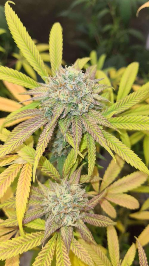 VzH / Cookies Companion # 7. Week 9
