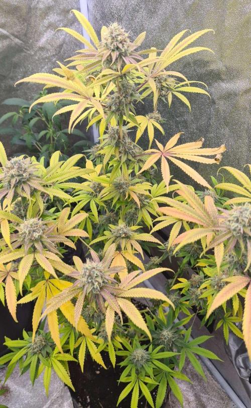 VzH / Cookies Companion # 7. Week 9
