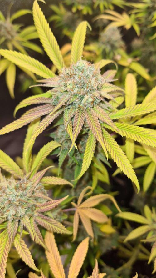 VzH / Cookies Companion # 7. Week 10