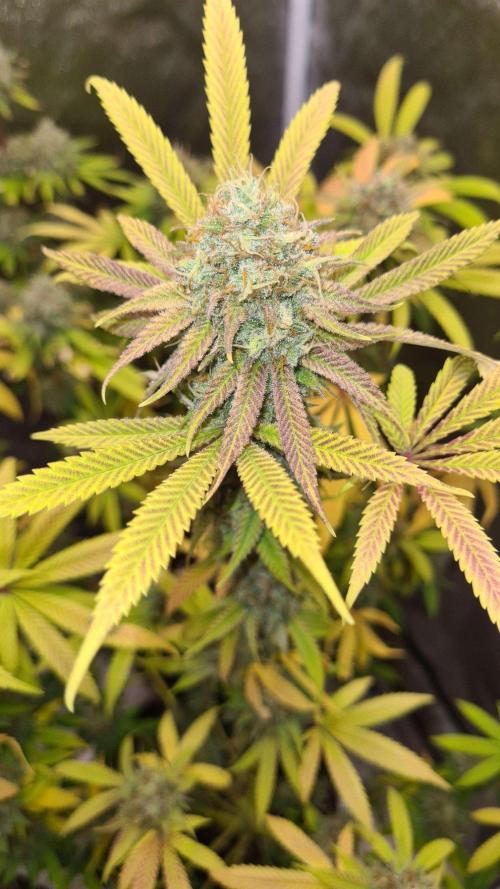 VzH / Cookies Companion # 7. Week 10