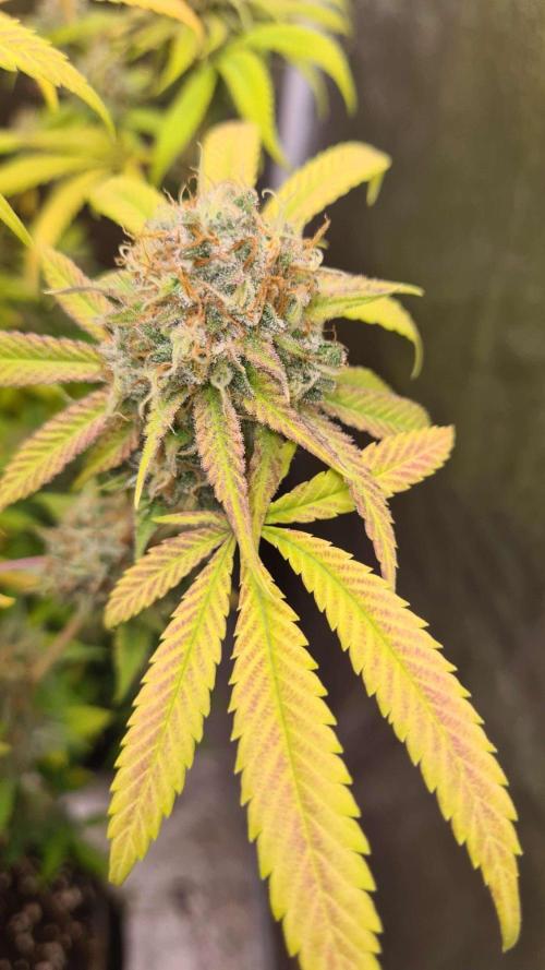 VzH / Cookies Companion # 7. Week 10