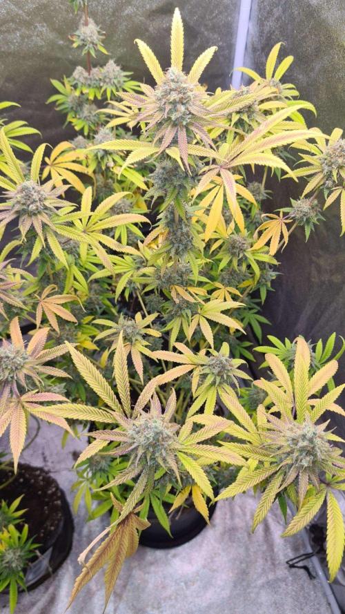 VzH / Cookies Companion # 7. Week 10