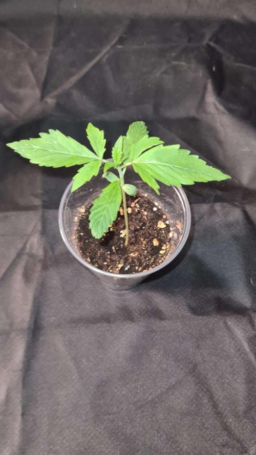 Sticky Beast Auto - CS Reversal. Week 2