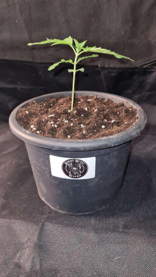 Sticky Beast Auto - CS Reversal. Week 2