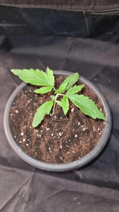 Sticky Beast Auto - CS Reversal. Week 2