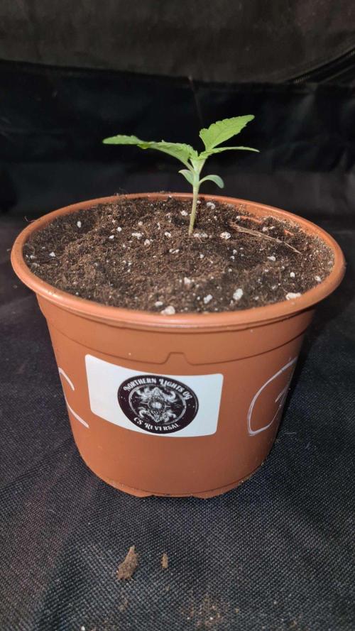 Northern Lights OG Auto  - CS Reversal. Week 2