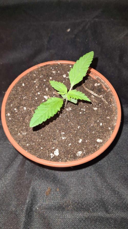 Northern Lights OG Auto  - CS Reversal. Week 2