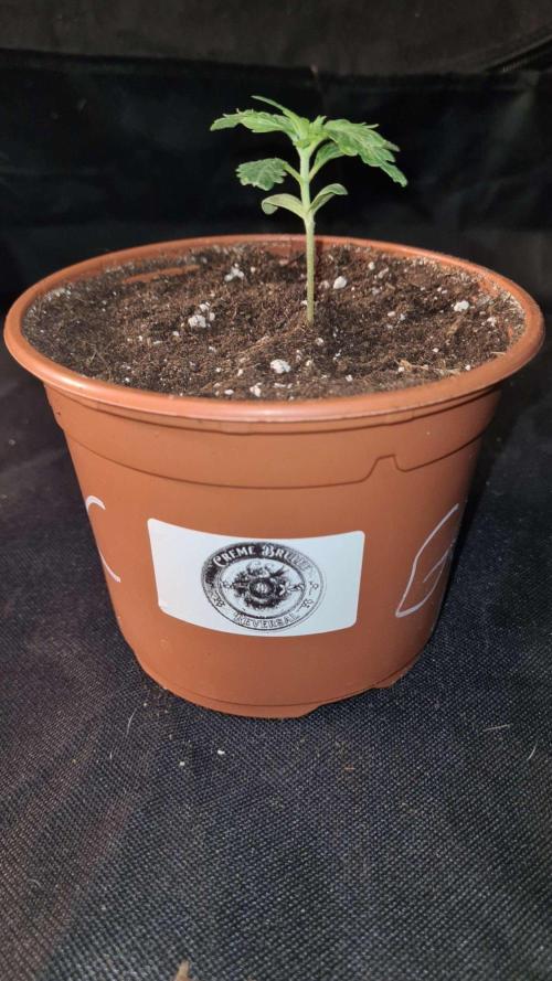 Chem Brulee Auto - CS Reversal. Week 2