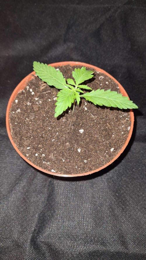 Glitter Bomb Auto  - CS Reversal. Week 2