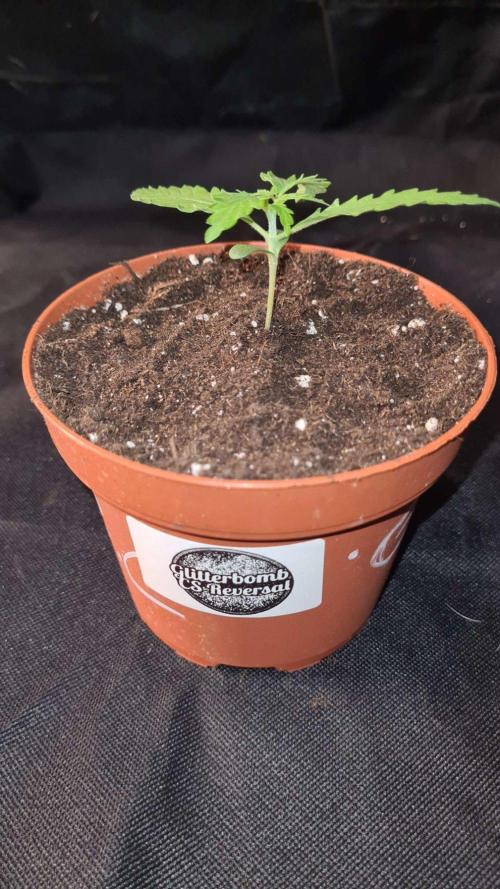 Glitter Bomb Auto  - CS Reversal. Week 2