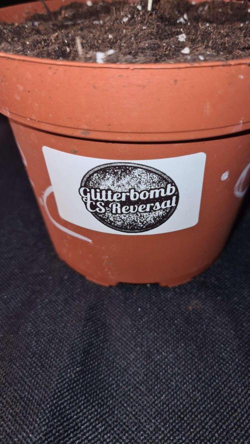 Glitter Bomb Auto  - CS Reversal. Week 2