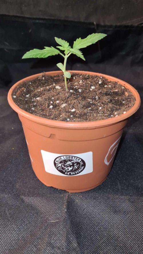 Blue Lobster Auto - CS Reversal. Week 2