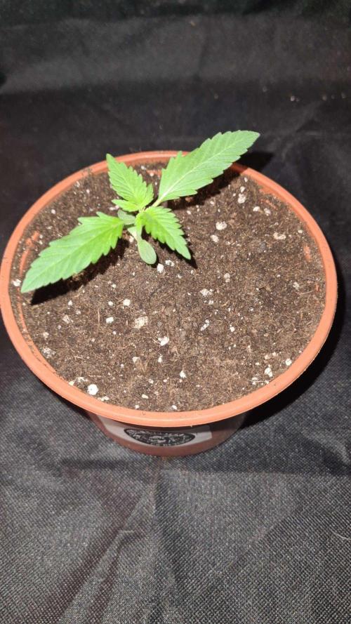 Blue Lobster Auto - CS Reversal. Week 2