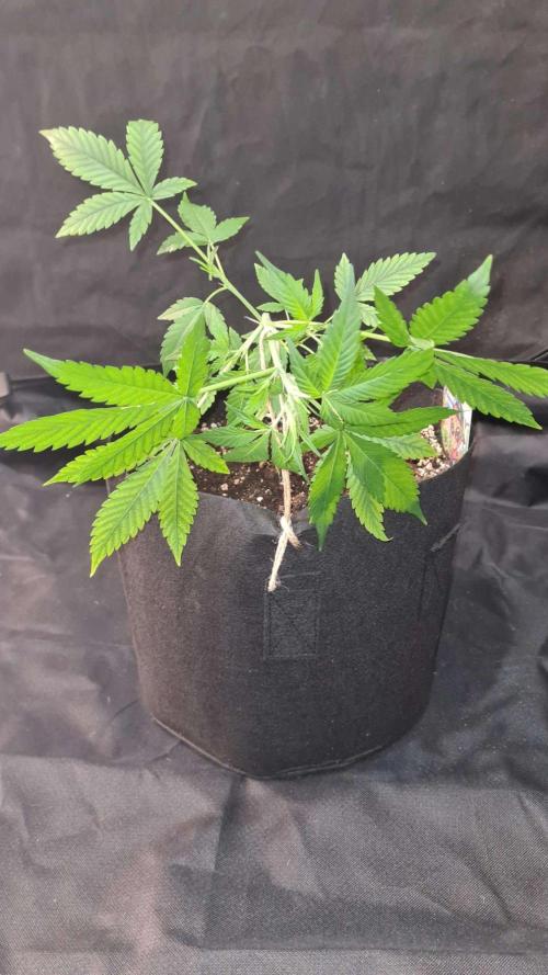Cap Junky Auto (Zamnesia Seeds). Week 4