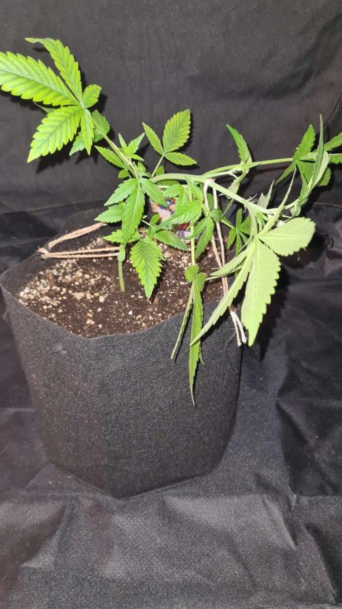 Cap Junky Auto (Zamnesia Seeds). Week 4