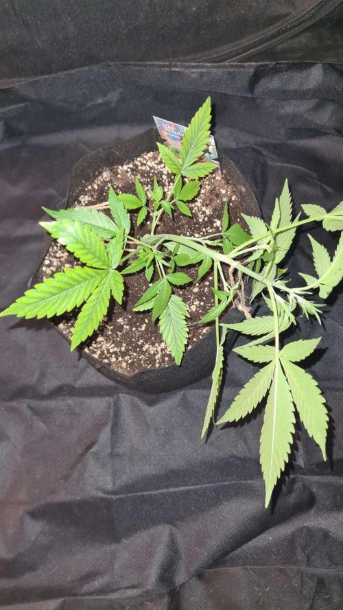 Cap Junky Auto (Zamnesia Seeds). Week 4
