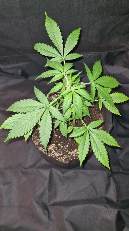 Cap Junky Auto (Zamnesia Seeds). Week 4