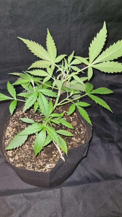 Toad Venom Auto  (Zamnesia Seeds). Week 4