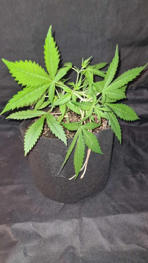 Toad Venom Auto  (Zamnesia Seeds). Week 4