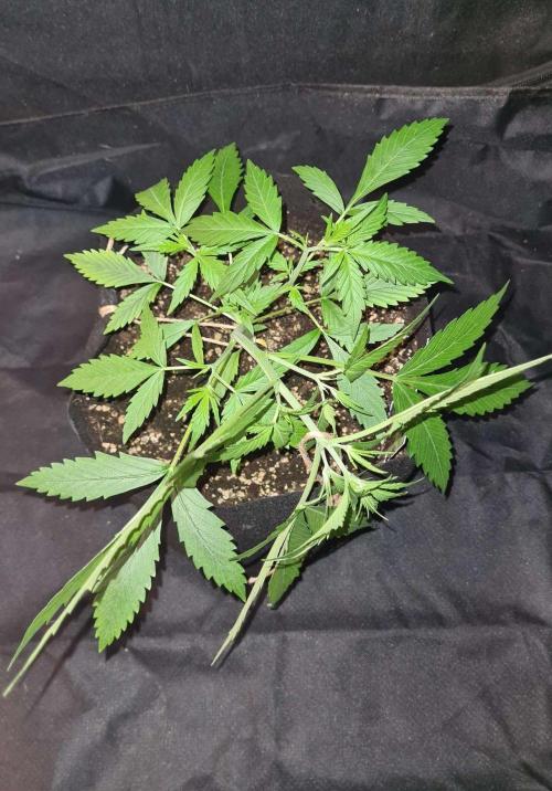 Toad Venom Auto  (Zamnesia Seeds). Week 4