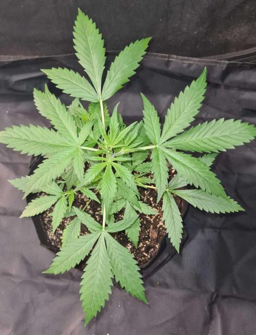 Toad Venom Auto  (Zamnesia Seeds). Week 4