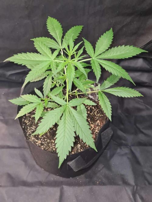 Toad Venom Auto  (Zamnesia Seeds). Week 4