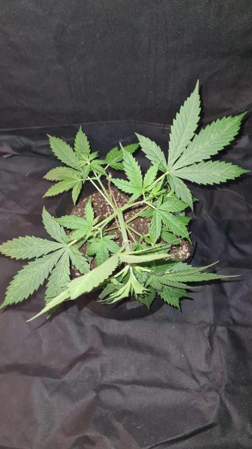 Blue Lobster Auto (Zamnesia Seeds). Week 4