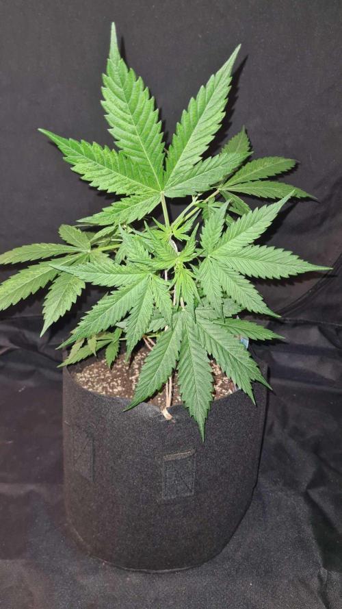 Blue Lobster Auto (Zamnesia Seeds). Week 4