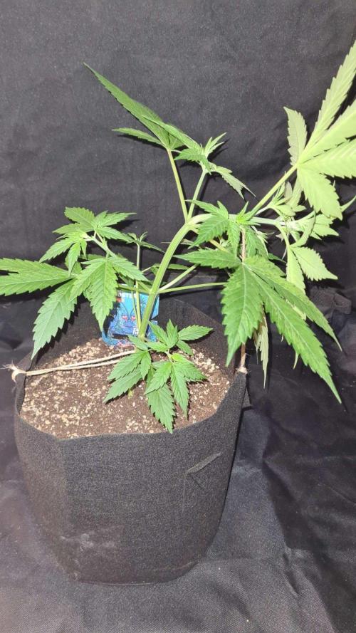 Blue Lobster Auto (Zamnesia Seeds). Week 4