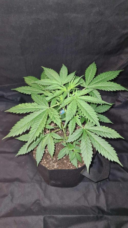 Blue Lobster Auto (Zamnesia Seeds). Week 4