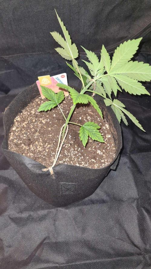 Sunset Sherbet Automatic (Zamnesia Seeds. Week 4