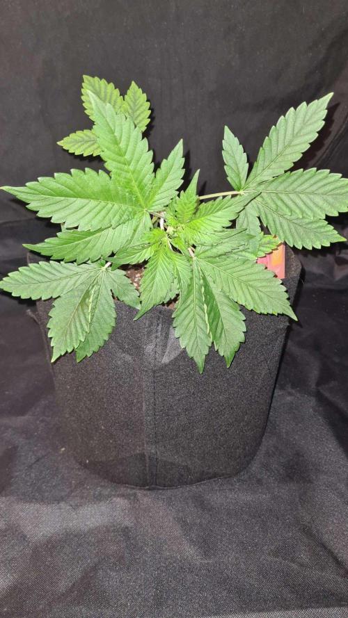 Sunset Sherbet Automatic (Zamnesia Seeds. Week 4