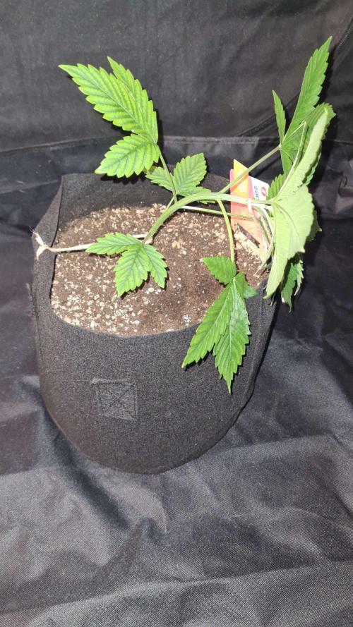 Sunset Sherbet Automatic (Zamnesia Seeds. Week 4