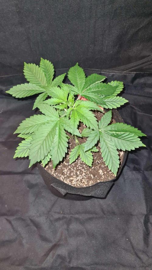 Sunset Sherbet Automatic (Zamnesia Seeds. Week 4