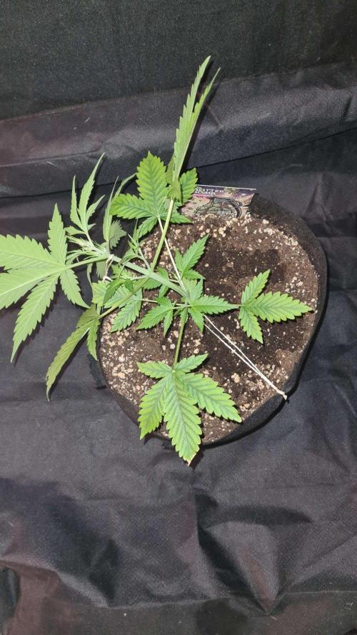 Glitter Bomb Auto (Zamnesia Seeds). Week 4