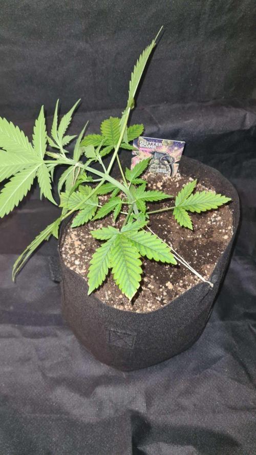 Glitter Bomb Auto (Zamnesia Seeds). Week 4