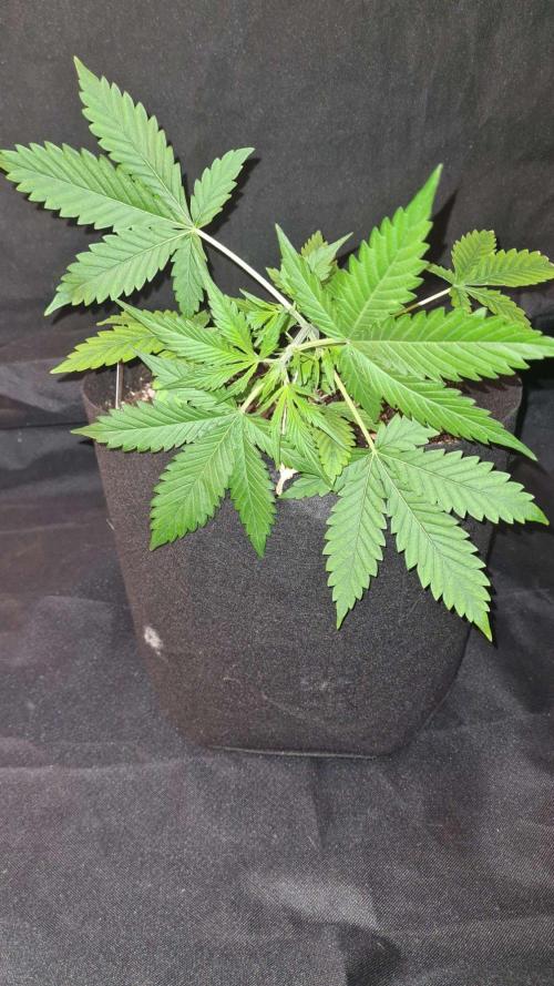 Glitter Bomb Auto (Zamnesia Seeds). Week 4