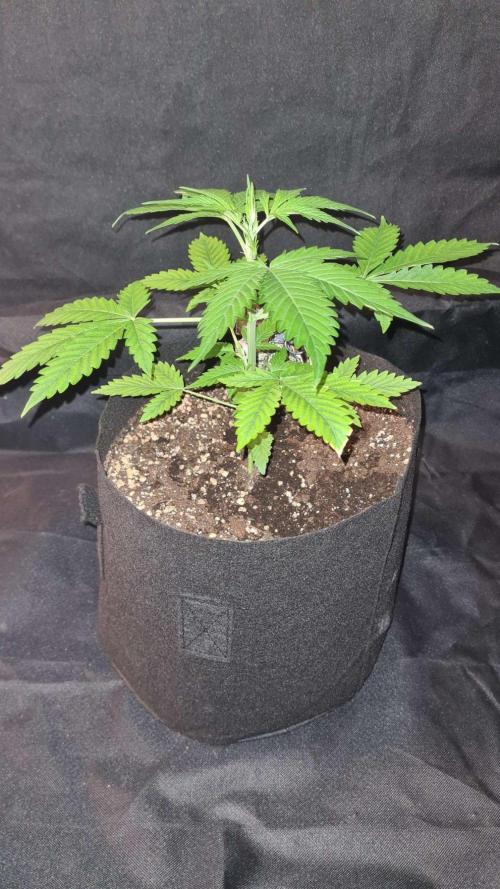 Glitter Bomb Auto (Zamnesia Seeds). Week 4
