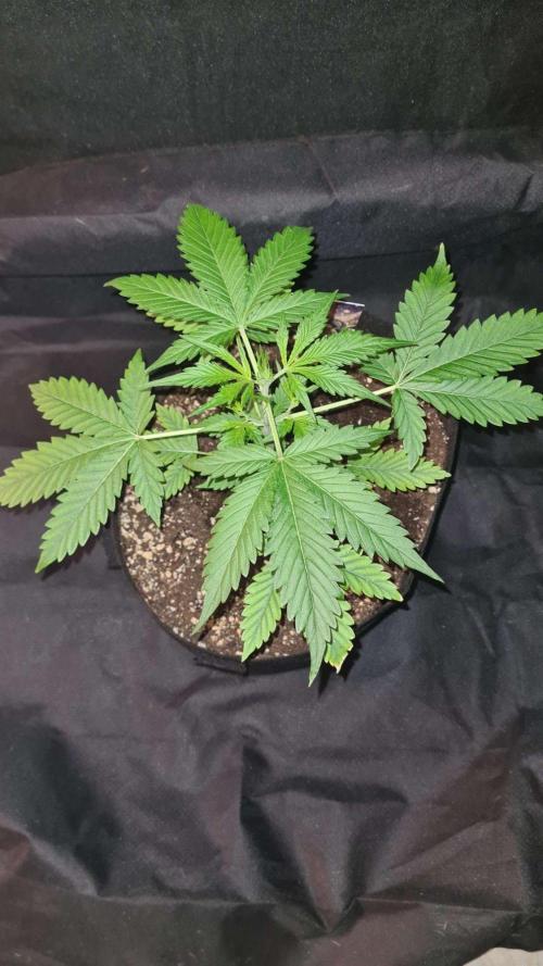 Glitter Bomb Auto (Zamnesia Seeds). Week 4