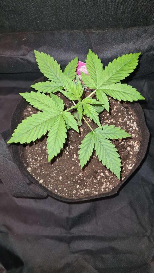 Chem Brulee Auto (Zamnesia Seeds). Week 3