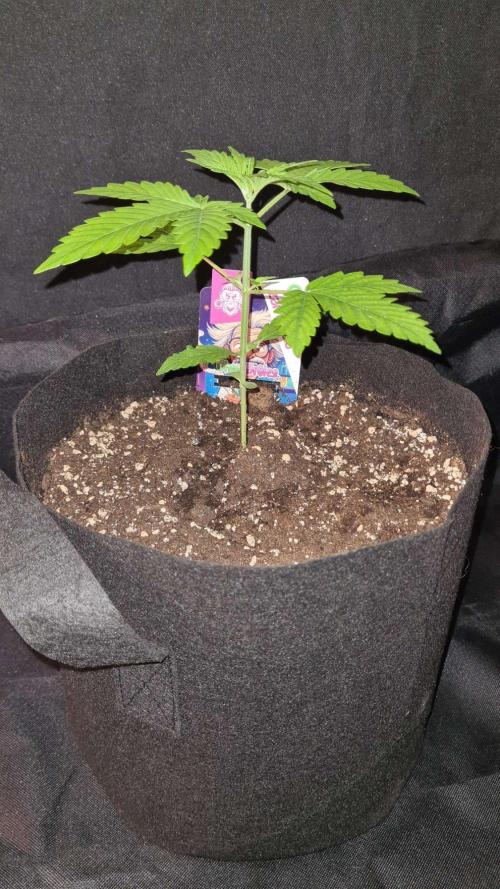 Chem Brulee Auto (Zamnesia Seeds). Week 3