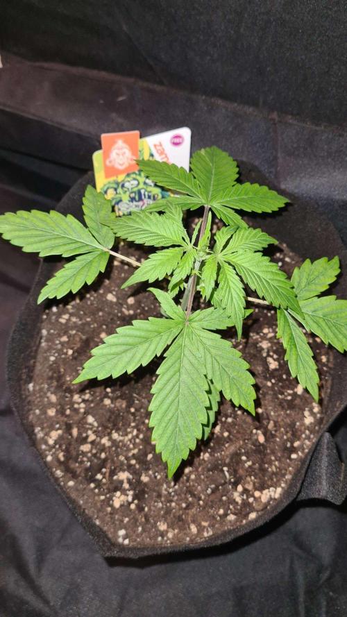 Sticky Beast Auto (Zamnesia Seeds). Week 3