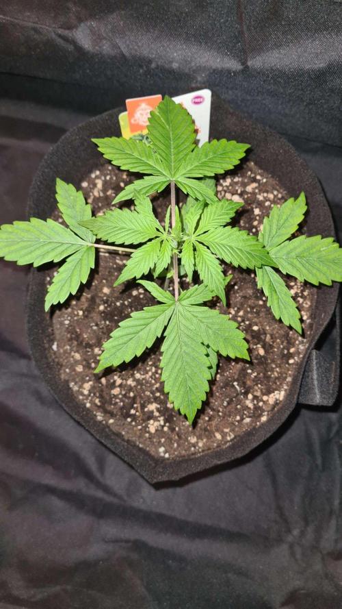 Sticky Beast Auto. Week 3