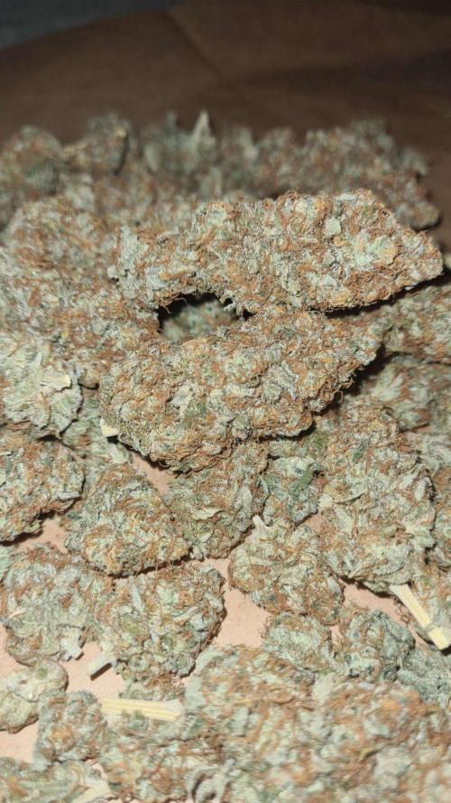 VzH / Citrus Companion. Week 13
