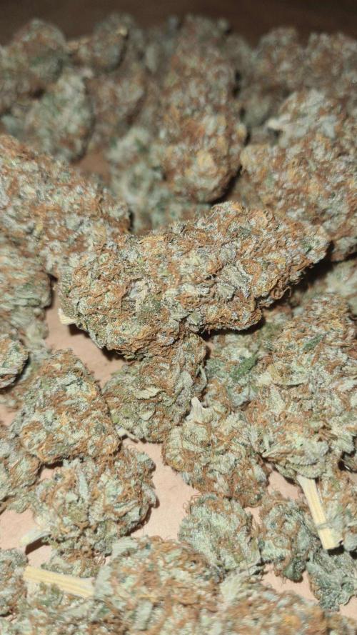 VzH / Citrus Companion. Week 13